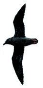 Jamaica Petrel(rare)01.gif