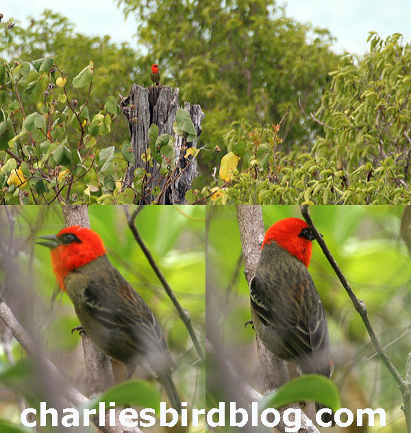 Mauritius Fodyrare06.jpg