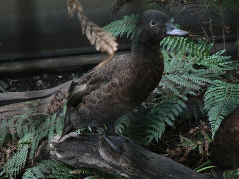 Campbell Islands Teal(rare)03.jpg