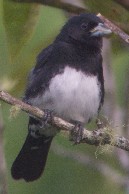 Cone-billed Tanagerrare01.jpg