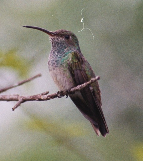 Honduran Emeraldrare04.jpg