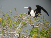 Christmas Island Frigatebird(rare)04.jpg