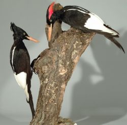 Imperial Woodpeckerrare02.jpg