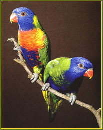 Blue-fronted Lorikeet（rare）──01.jpg