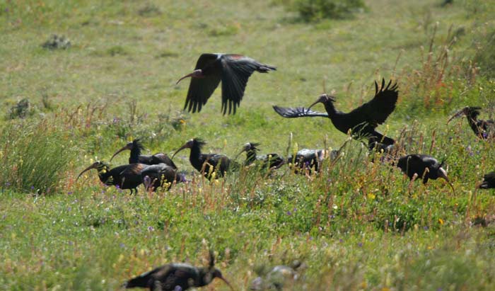 Northern Bald Ibis(rare)05.jpg