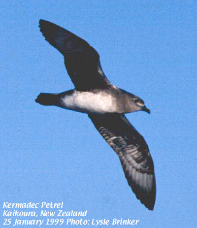 Galapagos Petrel(rare)02.jpg