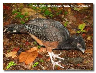 Blue-billed Curassow(rare)──07.jpg