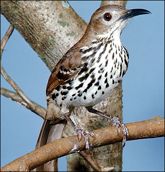 Cozumel Thrasherrare02.jpg