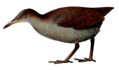 Gallirallus lafresnayanusrare01.gif