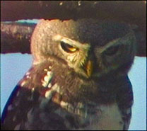 Forest Owletrare04.jpg