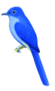 Caerulean Paradise-flycatcher（rare）──01.gif