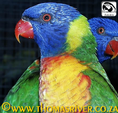 Blue-fronted Lorikeet（rare）──02.jpg