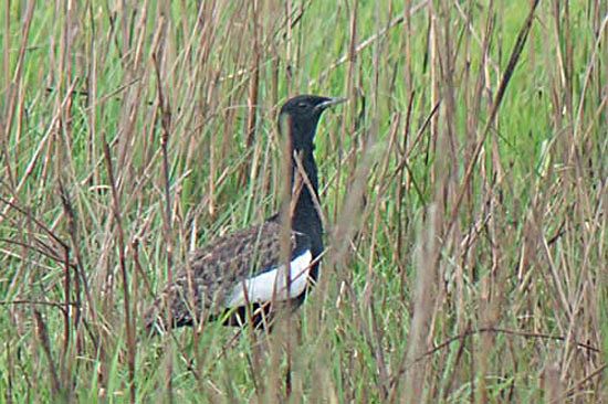 Bengal Florican（rare）──01.jpg