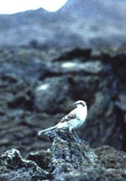 Floreana Mockingbirdrare01.jpg