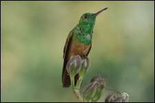 Chestnut-bellied Humming bird Amazilia castaneiventris(rare)03.jpg