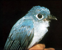 Caerulean Paradise-flycatcher（rare）──02.jpg