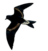 Guadalupe Storm-petrel(rare)01.gif