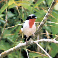 Cherry Throated Tanager(rare)02.jpg