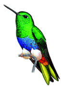 Colourful Pufflegrare01.gif
