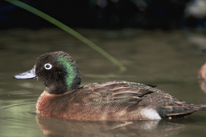 Campbell Islands Teal(rare)02.jpg
