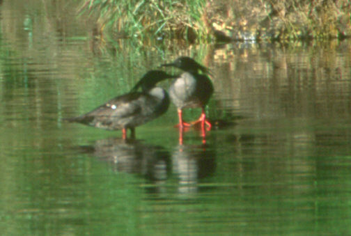 Brazilian Merganser(rare)──04.jpg