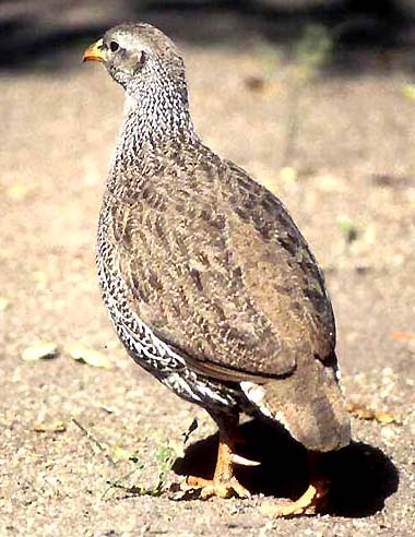 Djibouti Francolin(rare)02.jpg
