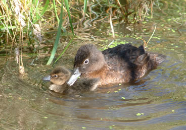 Campbell Islands Teal(rare)04.jpg