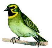 Gough Buntingrare04.gif