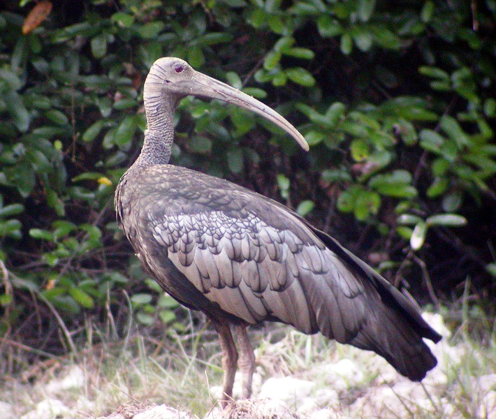 Giant Ibis(rare)03.jpg