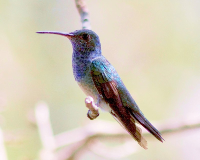 Honduran Emeraldrare03.jpg