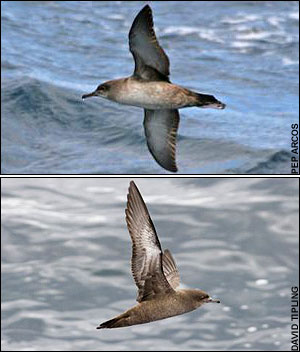 Balearic Shearwater(rare)05.jpg