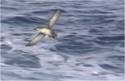 Balearic Shearwater(rare)07.jpg