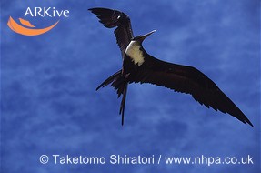 Christmas Island Frigatebird(rare)02.jpg
