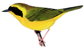 s Yellowthroat（rare）──01.gif
