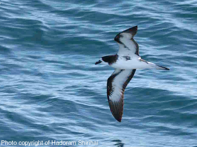 Galapagos Petrel(rare)01.jpg