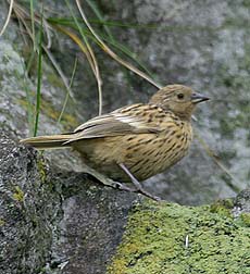 Gough Buntingrare01.jpg