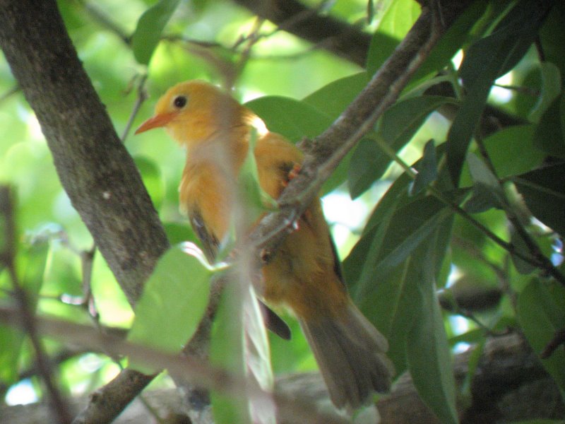 Golden White-eyerare01.jpg