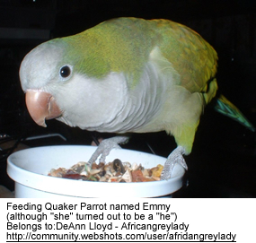 Grey-breasted Parakeetrare01.jpg