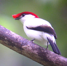 Araripe Manakinrare01.jpg