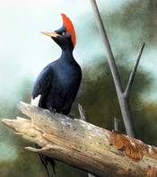 Imperial Woodpeckerrare03.jpg