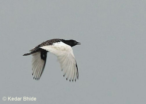 Bengal Florican（rare）──03.jpg