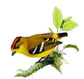 Kinglet Calypturarare01.gif