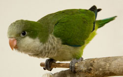 Grey-breasted Parakeetrare04.jpg