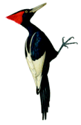 Imperial Woodpeckerrare04.gif