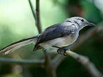 Iquitos Gnatcatcherrare01.jpg