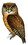 Grand Comoro Scops-owlrare01.gif