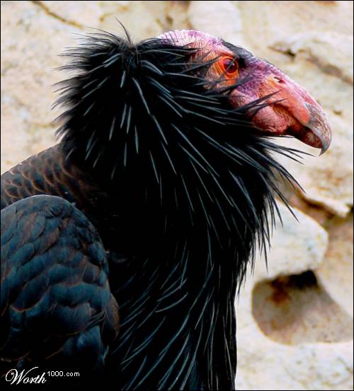 California Condor（rare）──01.jpg