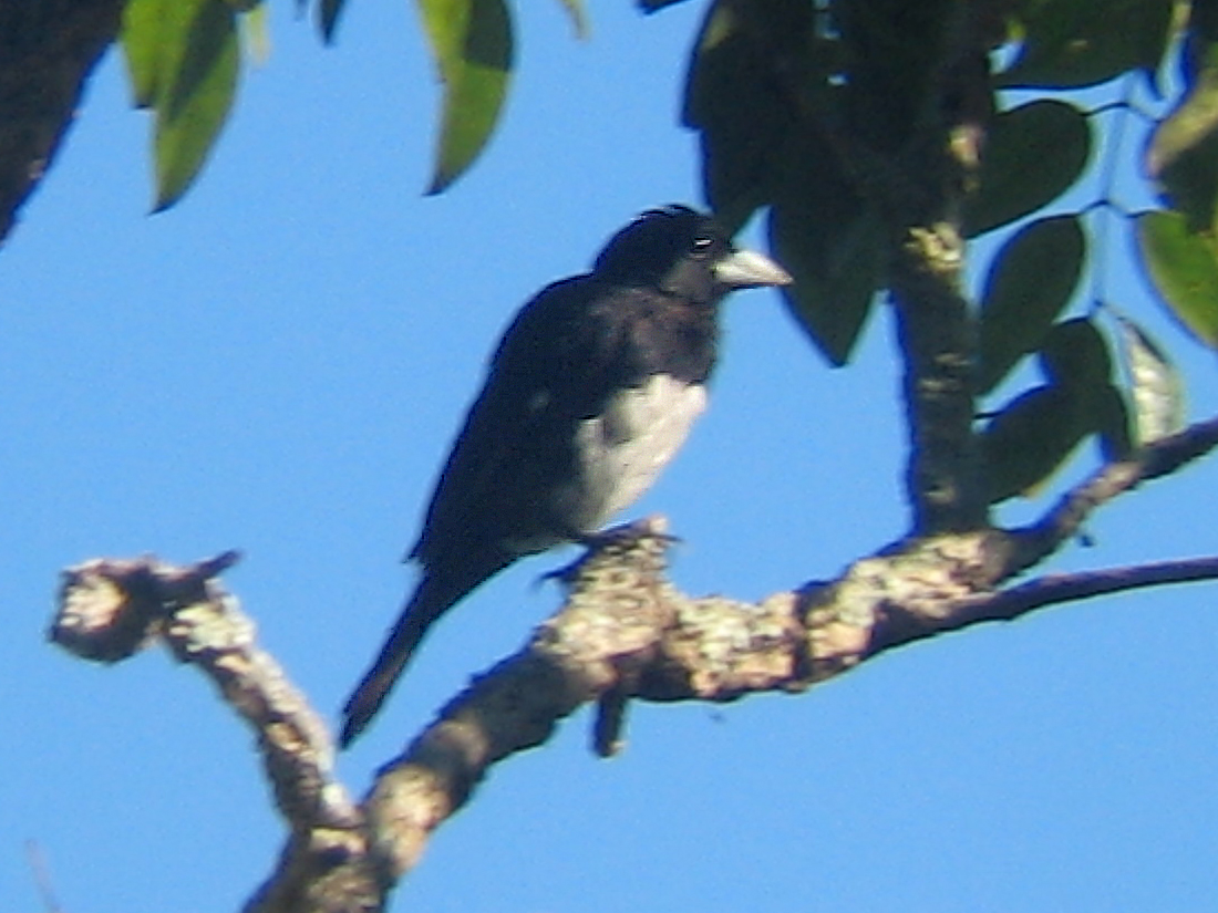 Cone-billed Tanagerrare02.jpg