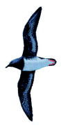s Petrel(rare)──01.gif