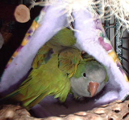 Grey-breasted Parakeetrare03.jpg